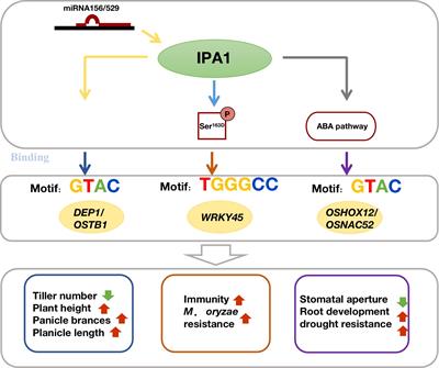 The coordinated regulation mechanism of rice plant architecture and its tolerance to stress